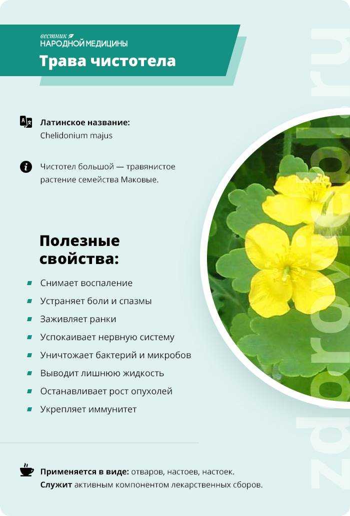 Чистотел – лечебные свойства, состав, применение и рецепты - медицина на "добро есть!"