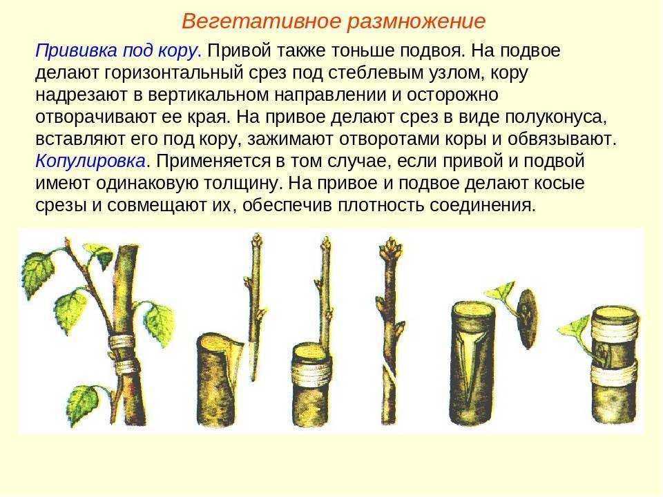 Прививка абрикоса: на что можно, когда и как прививать на сливу, вишню, алычу