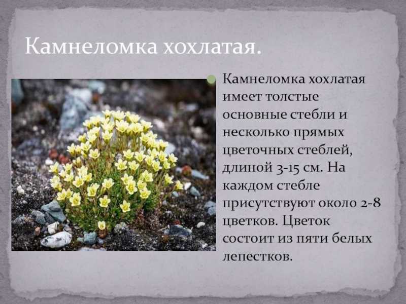 Камнеломка (saxifraga): уход, фото, виды