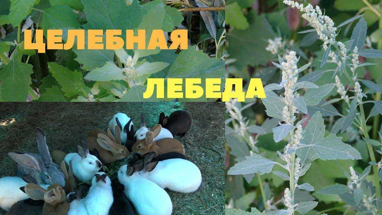 Корм для кроликов