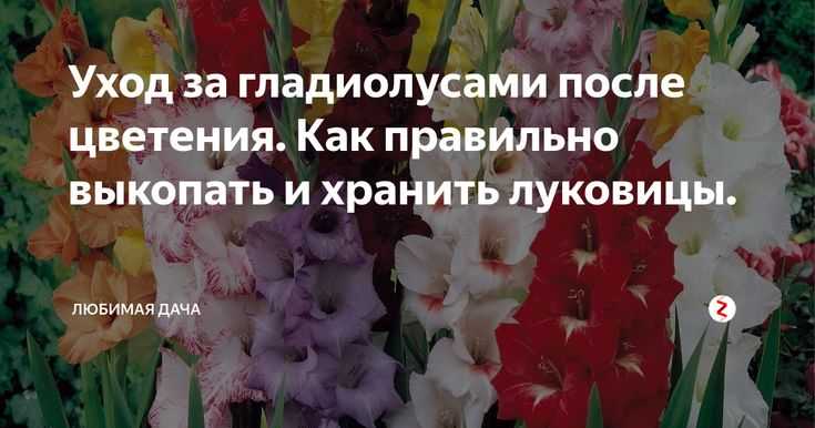 Когда высаживают гладиолусы в грунт, как за ними ухаживать?