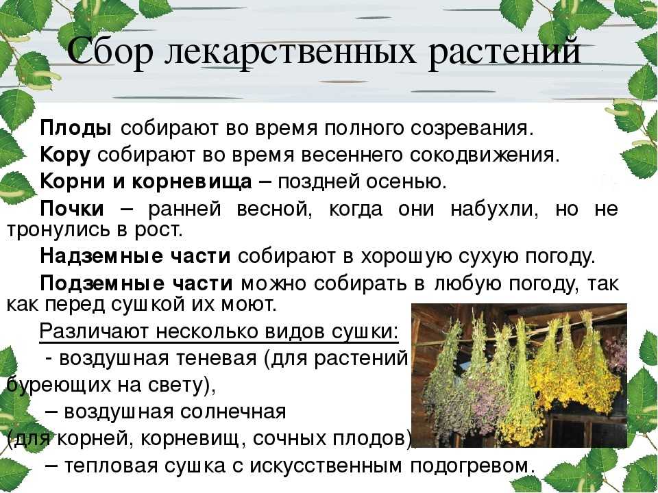 Правила сбора лекарственных растений