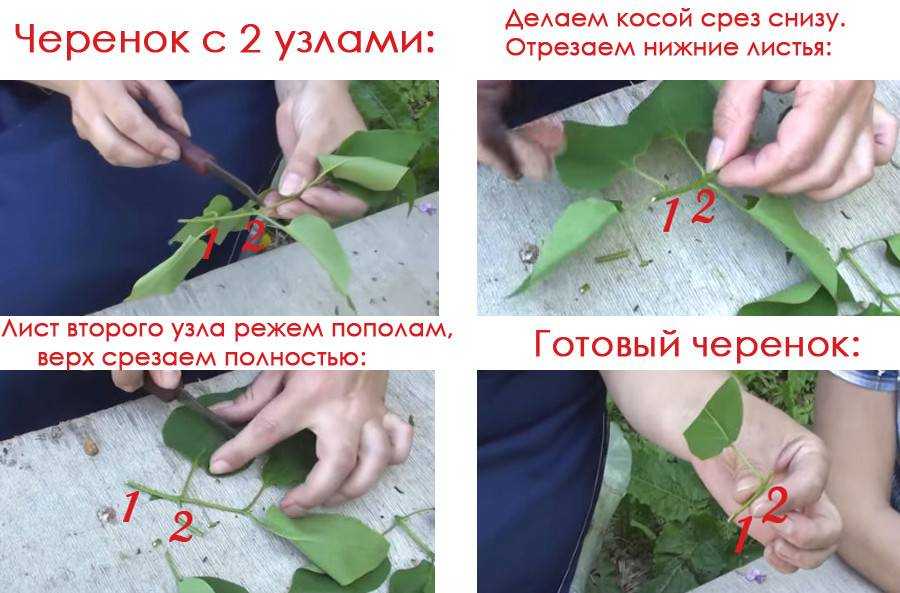 Желаете посадить у себя войлочную вишню? мы поможем сделать это правильно - сайт про дачу