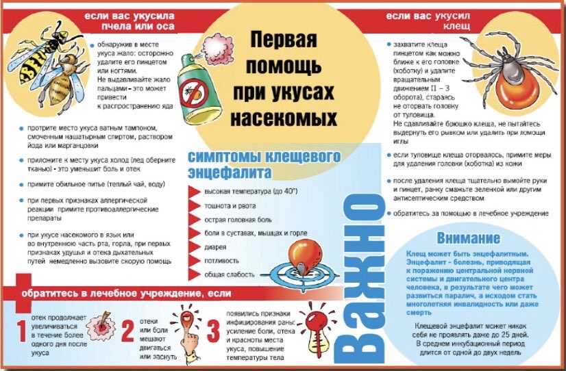 Укусила пчела, что надо делать если ужалила в губу, язык, голову, палец, ухо