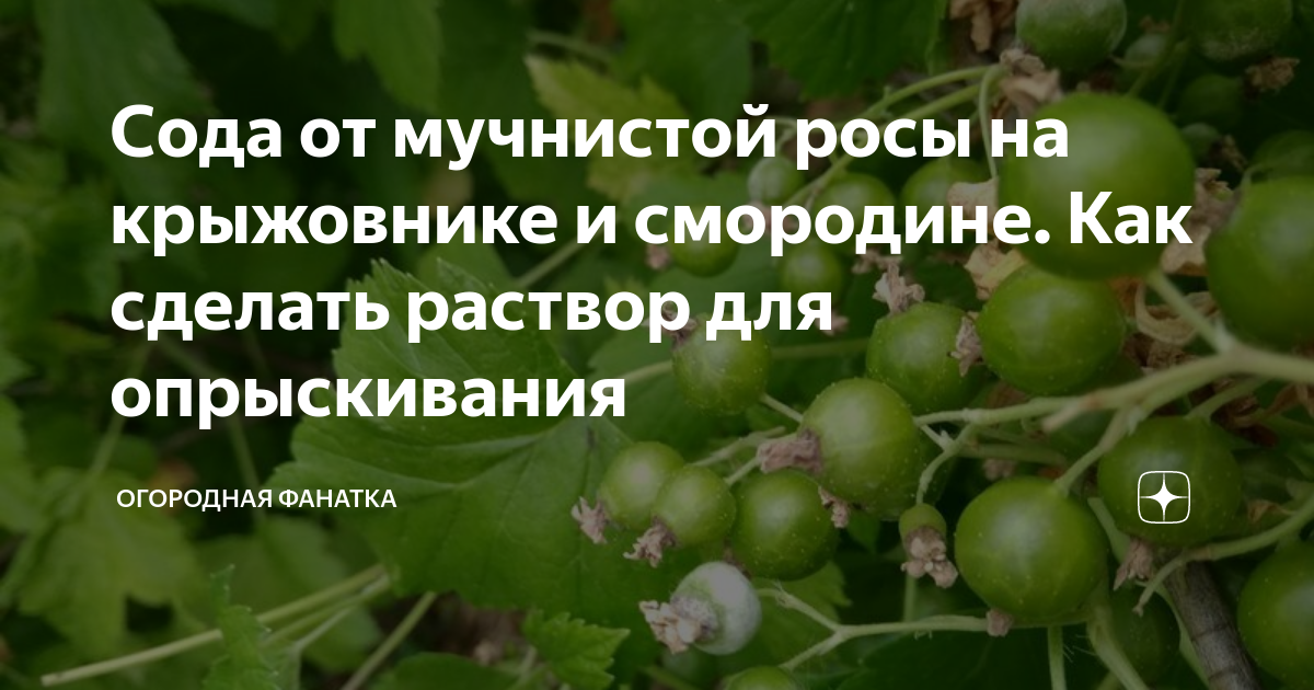 Мучнистая роса на крыжовнике: чем обработать, как бороться, эффективные средства
