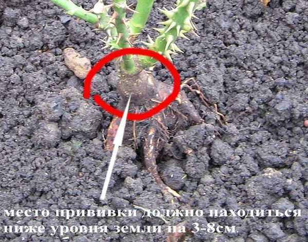 Как ухаживать за розами в горшках