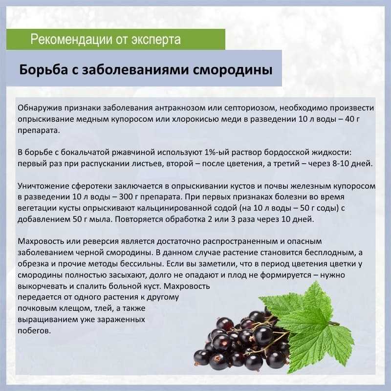 Пузырчатая ржавчина: описание, симптомы, способы борьбы