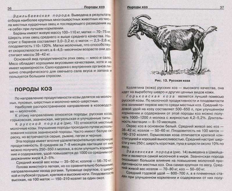 Обзор зааненских коз: характеристика породы, содержания, разведение и фото