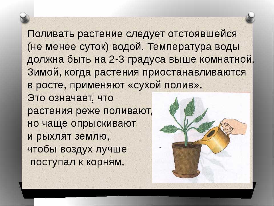 Как поливать огород в сильную жару и не сварить корни: следите за кабачками! — агроxxi