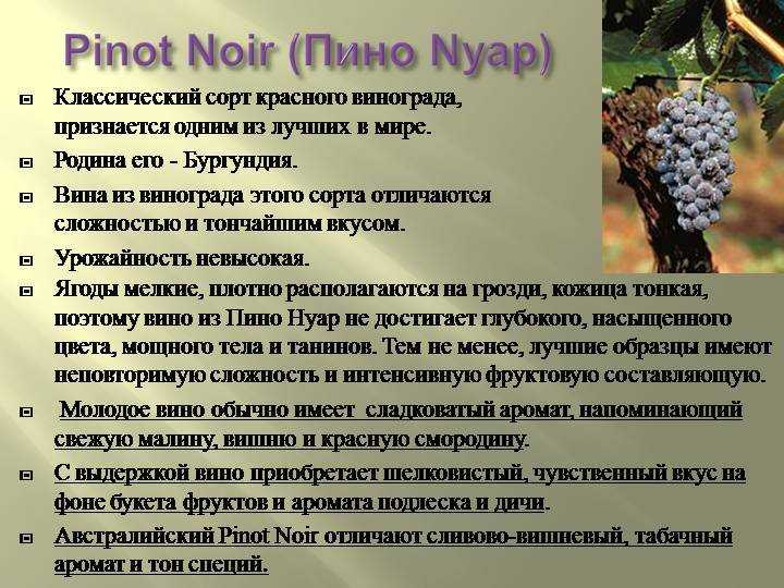 Все о выращивании винограда новичкам: советы от виноградаря-профи олены непомнящей