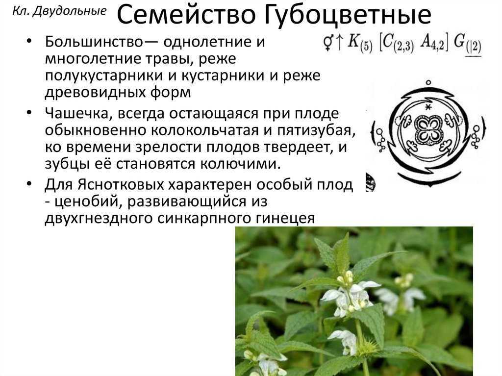 Полынь горькая - секреты применения в народной медицине