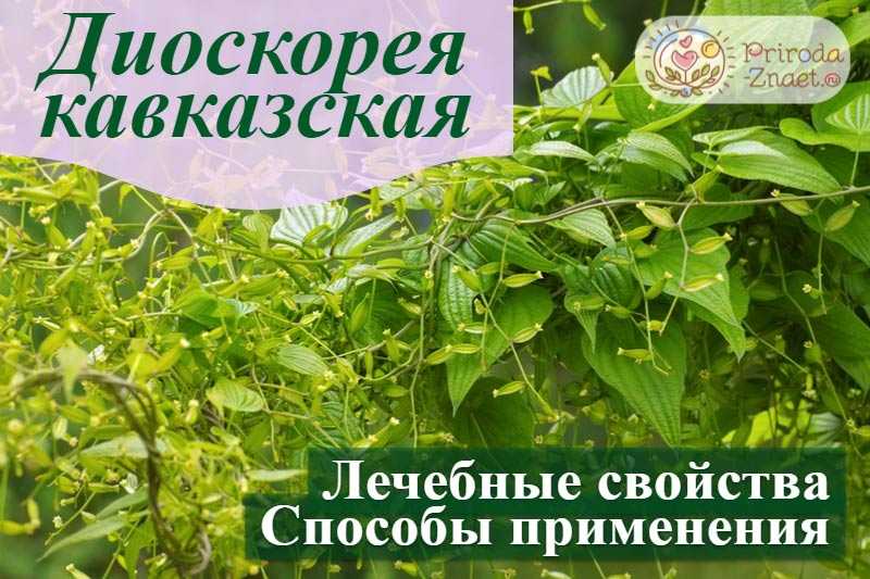 Диоскорея - применение, лечебные свойства, противопоказания
