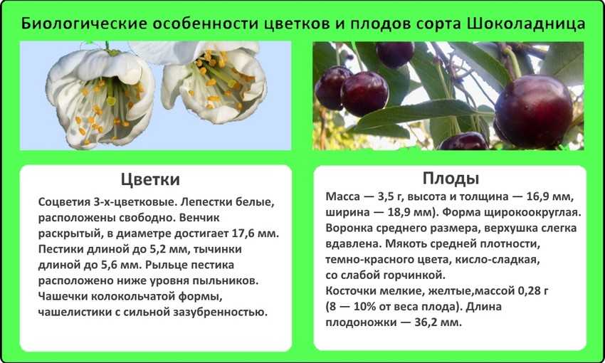 Вишня любская: описание и характеристики сорта, посадка и уход, опылители