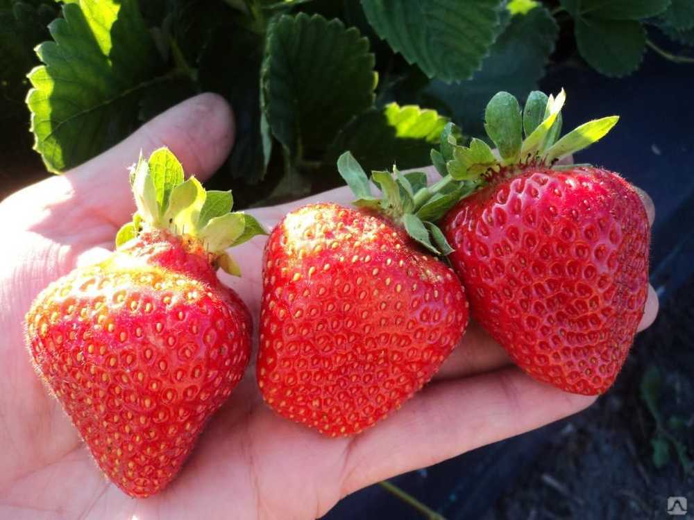Лучшие сорта клубники на 2023 год: топ-32 самых урожайных и вкусных