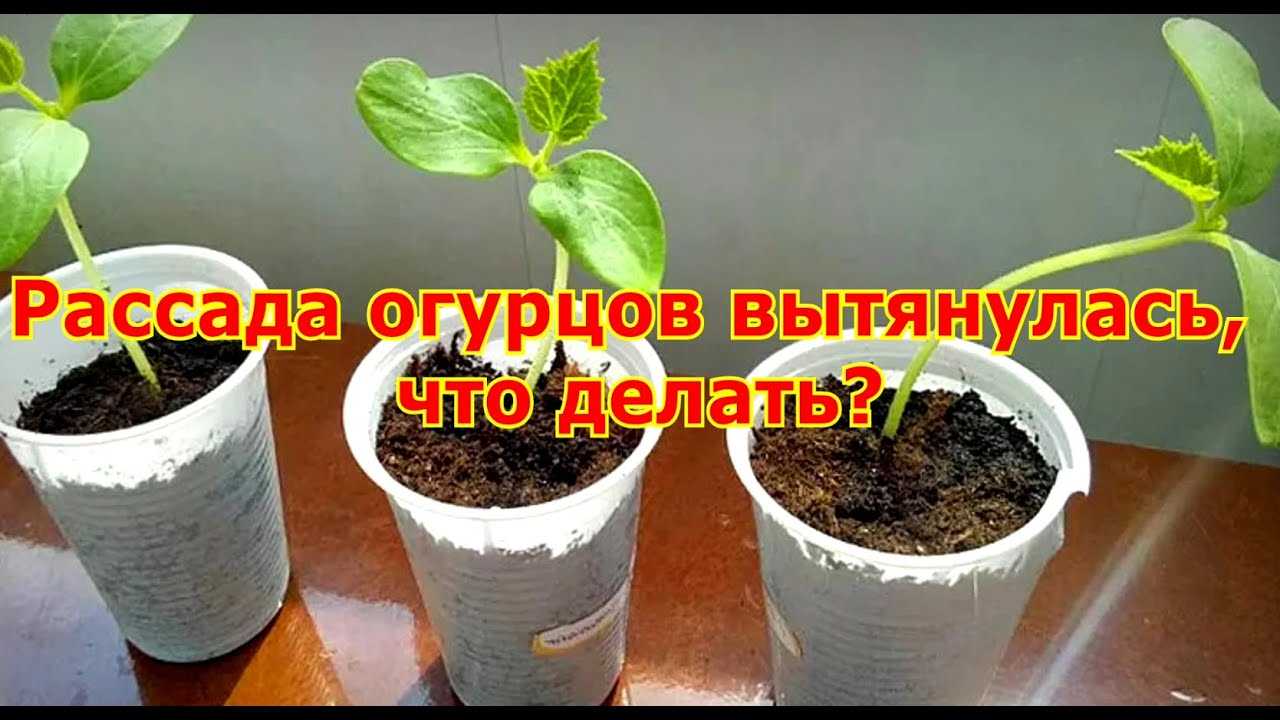 Что делать если рассада огурцов сильно вытянулась сразу после всходов
