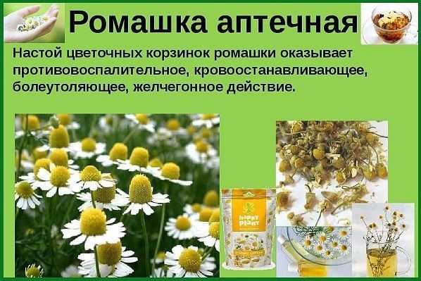 Ромашка аптечная: 17 рецептов применения в народной медицине