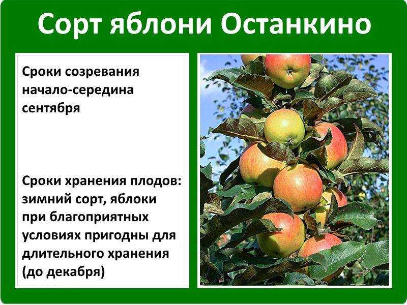 10 сортов колоновидных яблонь, которые я рекомендую для средней полосы. названия, описание, уход, фото. — ботаничка