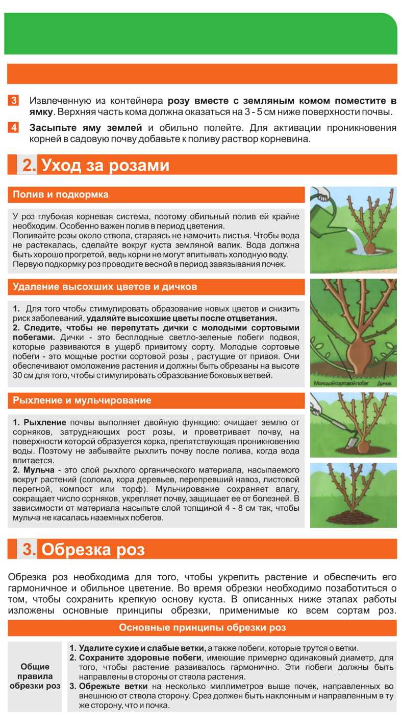 Как правильно ухаживать за розами, чтобы они были здоровы и пышно цвели