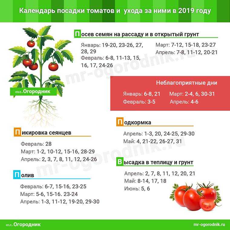Как посадить помидоры в теплице правильно