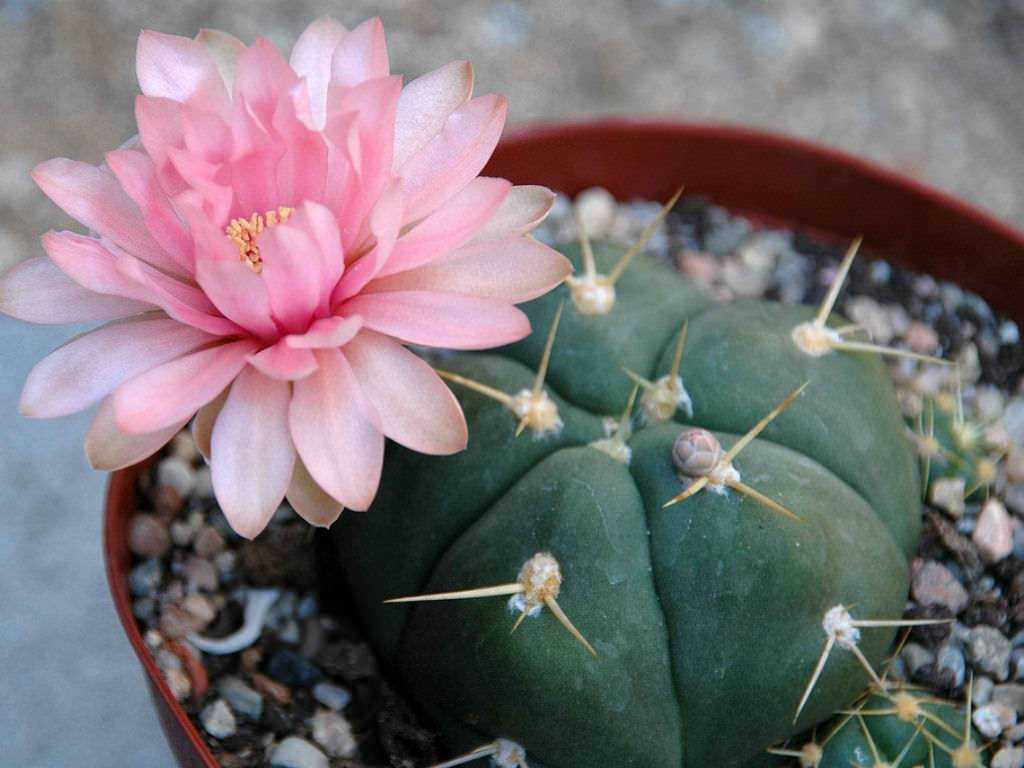 Гимнокалициумы gymnocalycium описание видов фото цветения кактусов / кактусёнок.ру