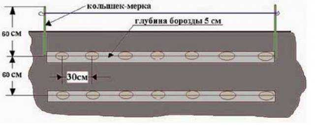 Посадка картофеля весной в открытый грунт в 2023 году