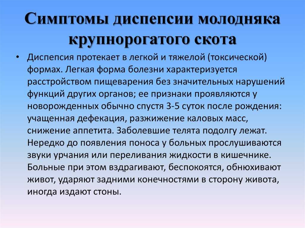 У телёнка стоит желудок: что делать, симптомы, профилактика