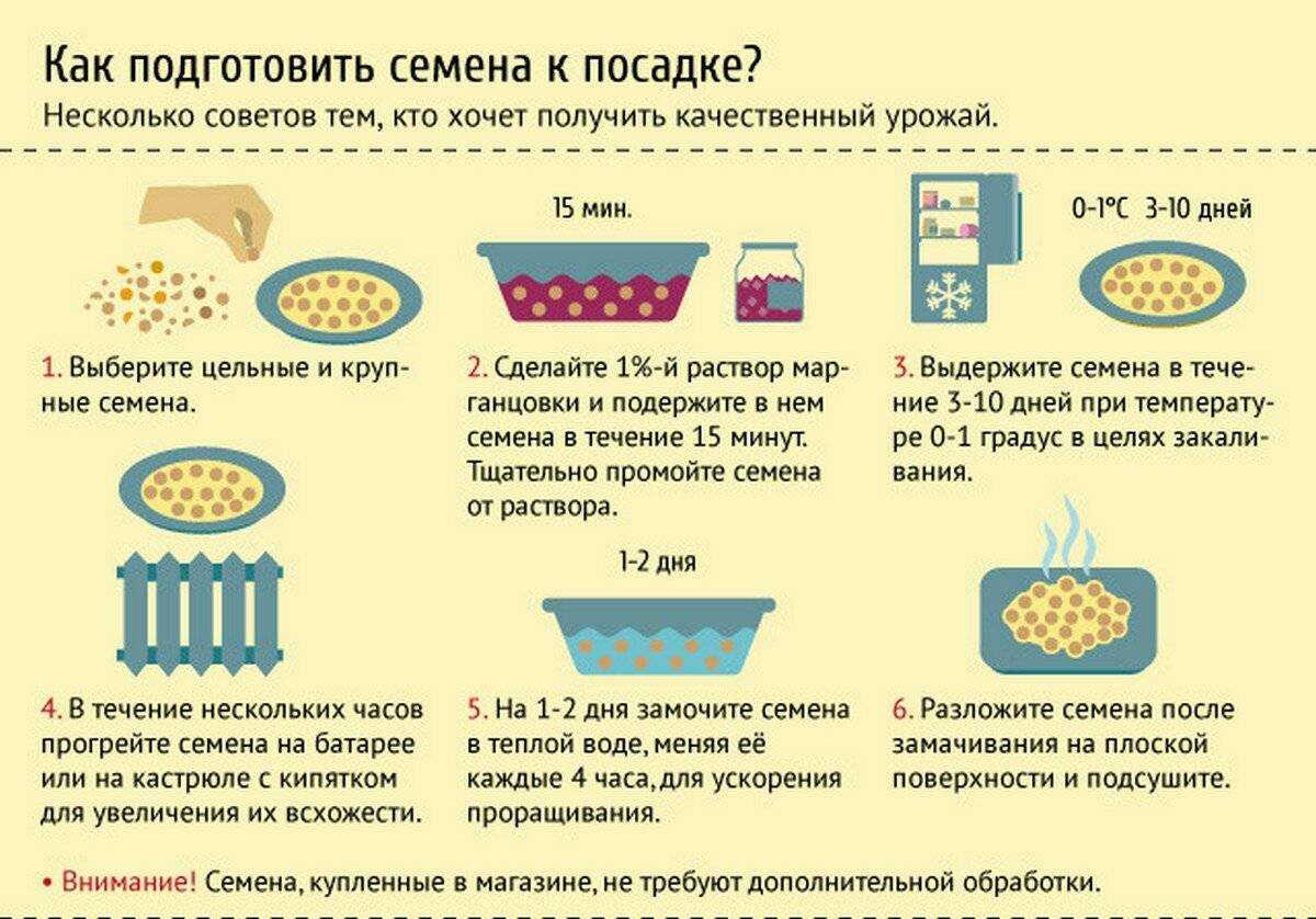 Когда и как сажать горох в открытый грунт весной