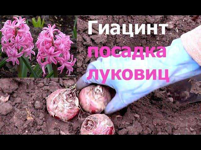 Гиацинты – посадка осенью в открытый грунт, как и когда сажать гиацинты под зиму; подготовка гиацинтов к зимовке