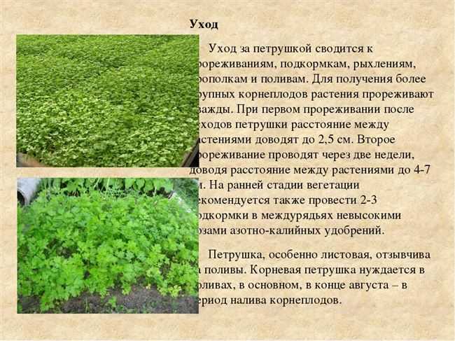 Выращивание петрушки в открытом грунте: описание и виды, посадка семян весной и уход, вредители и заболевания