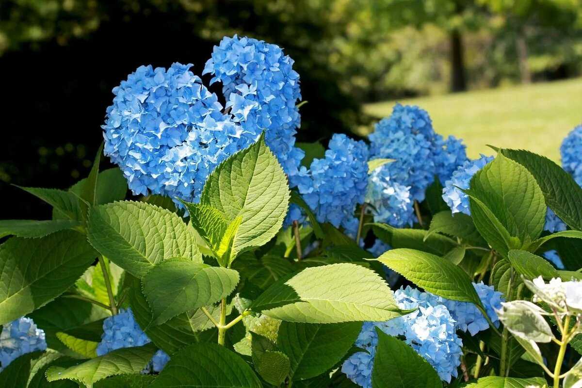 Гортензия метельчатая лучшие сорта для подмосковья названия, фото