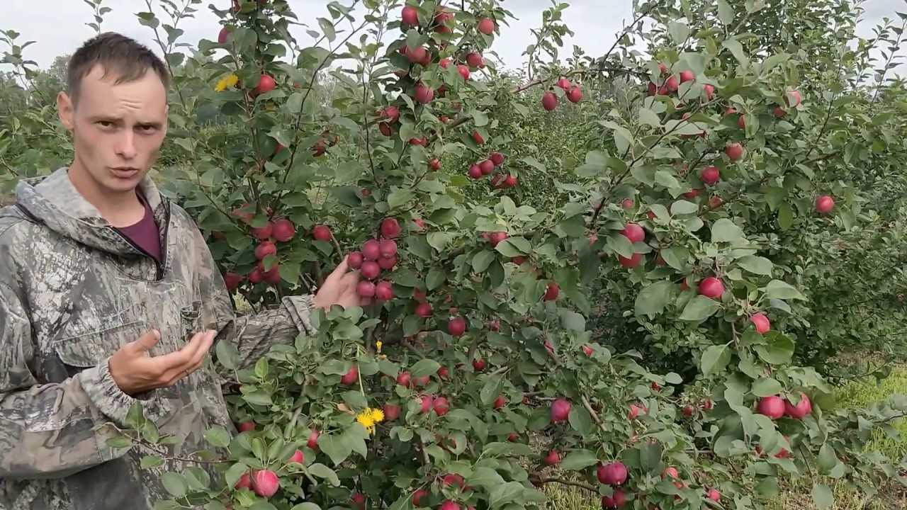 Любимый сорт в сибири — яблоня горноалтайская