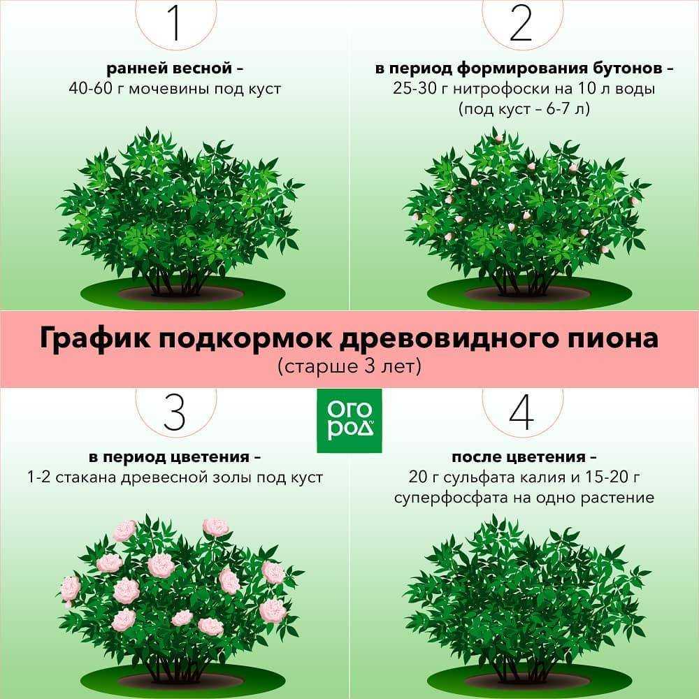 Что делать с пионами после цветения