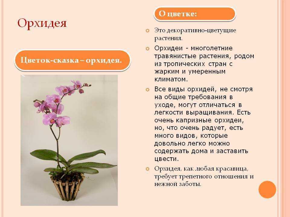 Фаленопсис микс: фото орхидеи, домашний уход после покупки и еще сорта: пират пикоти, андорра, легенда, леопард принц полька дотс, ever spring prince, алмазное небо