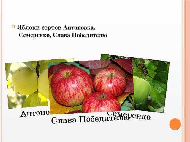 Яблоня семеренко: описание, фото, отзывы