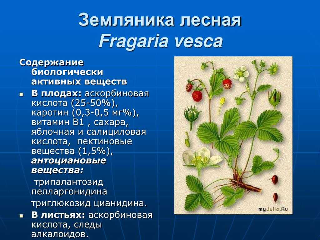 Земляника лесная и ее лекарственные свойства