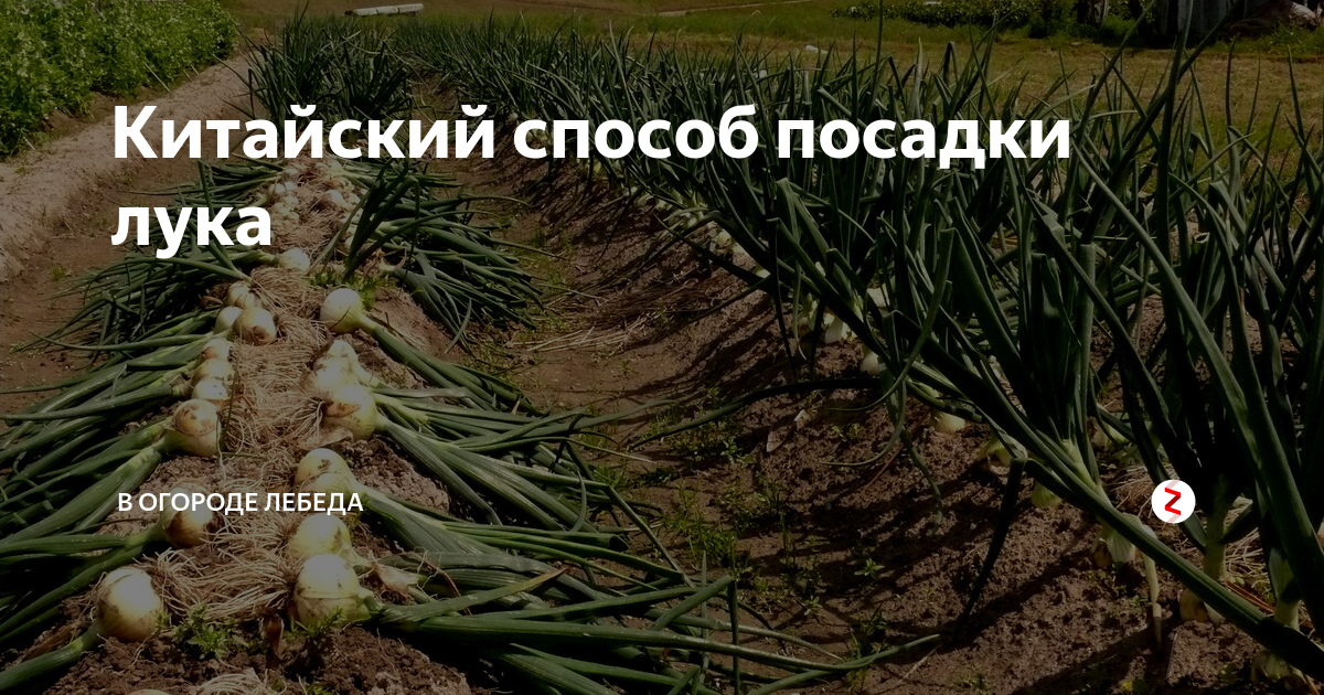 Китайский способ выращивания лука: советы, видео
