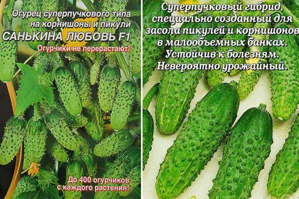 Огурцы санькина любовь f1: отзывы, фото, урожайность, посадка и уход
