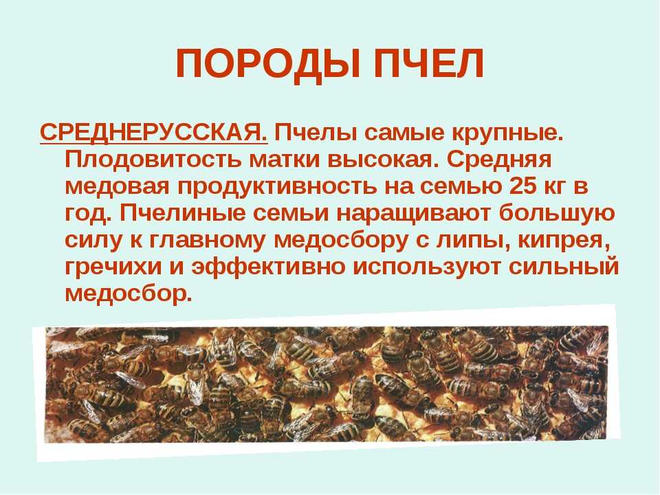 Среднерусская пчела