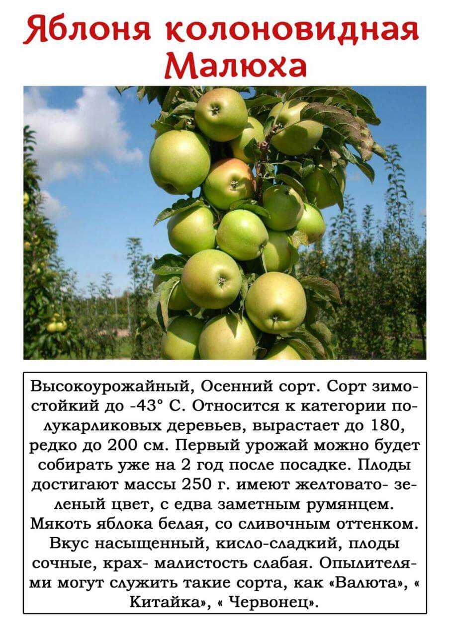 Описание, характеристики и история селекции яблони сорта братчуд, посадка и уход