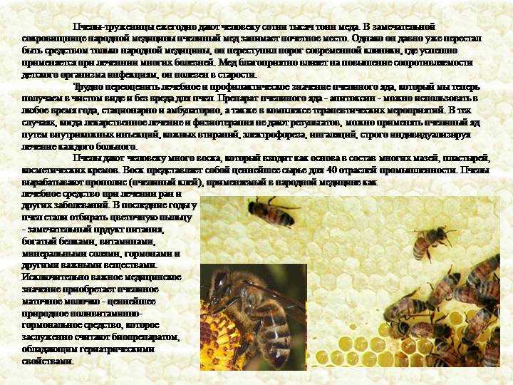 Пчелиный яд: состав, фото, польза и вред для организма человека