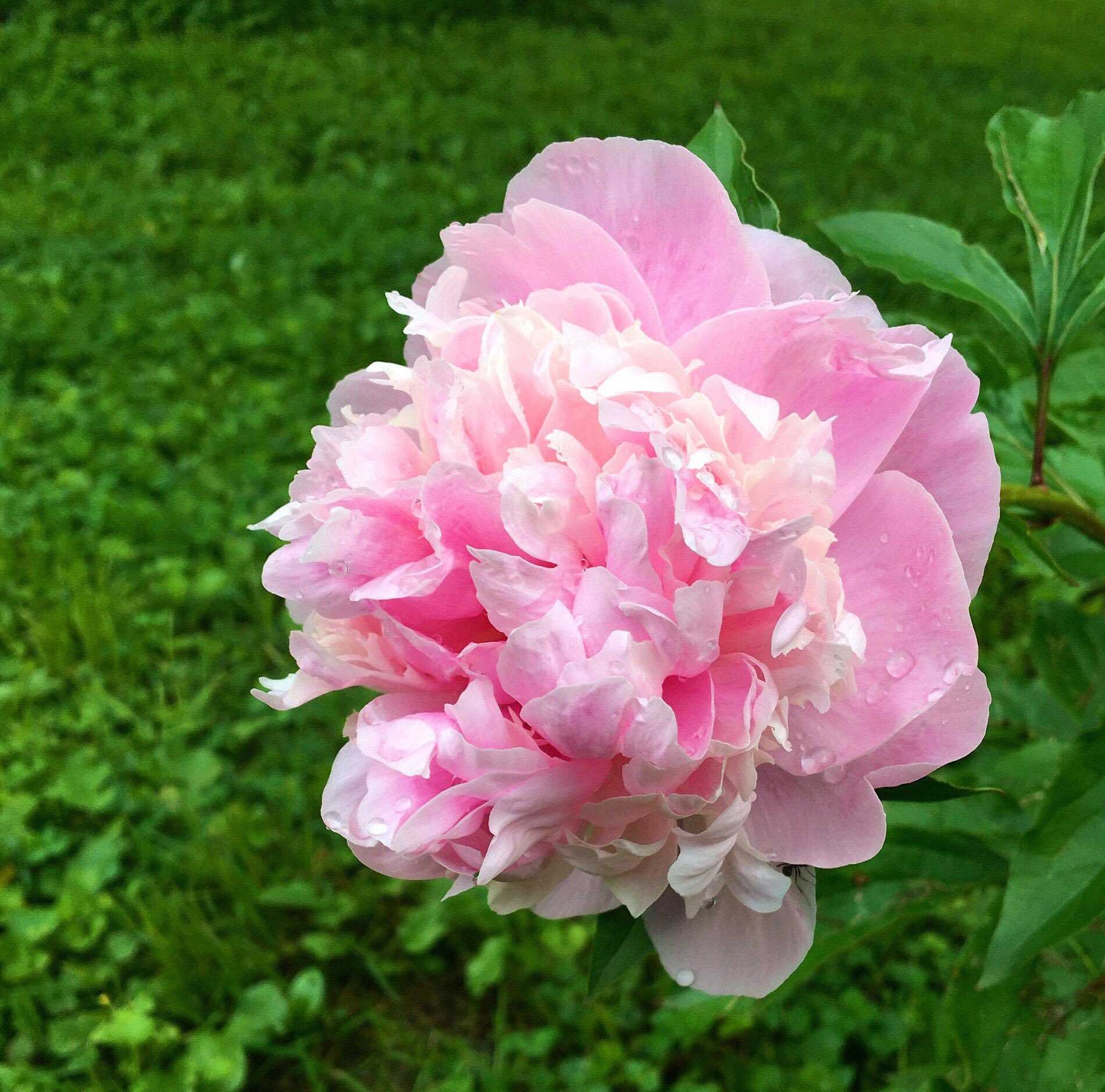 Бугенвиллия фото комнатных и садовых сортов: double pink, sea foam, дабл лилароуз (double lilarose), double red, и белые, сиреневые и другие ви selo.guru — интернет портал о сельском хозяйстве