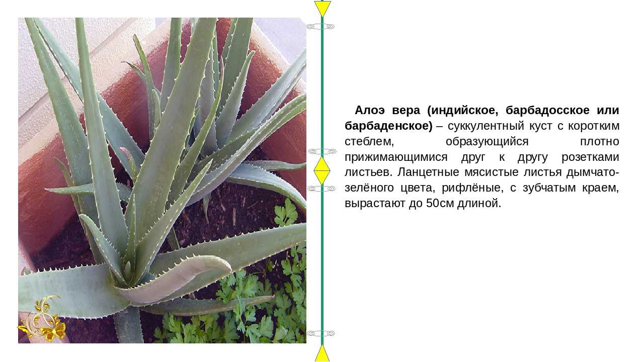 Алоэ aloe - виды, уход, размножение, проблемы выращивания