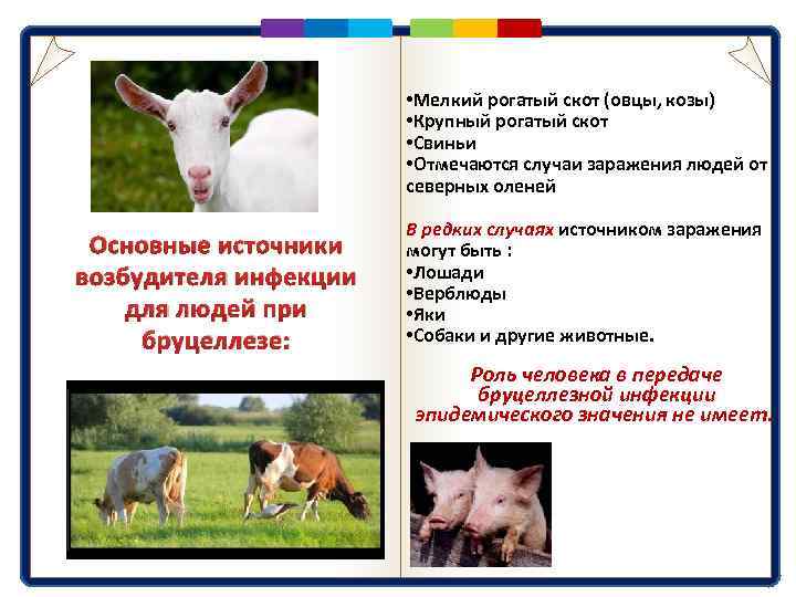 О болезнях коз: симптомы и лечение, чем может отравиться, что делать
