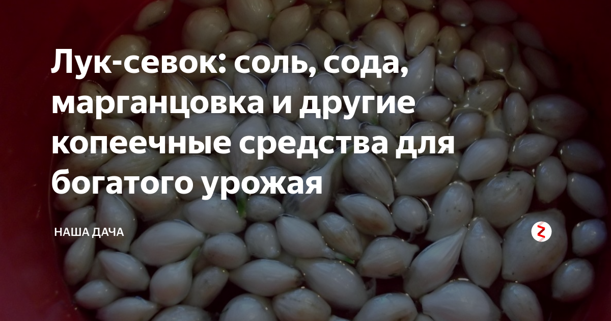 Обработка лука перед посадкой - удобряшкин.ру