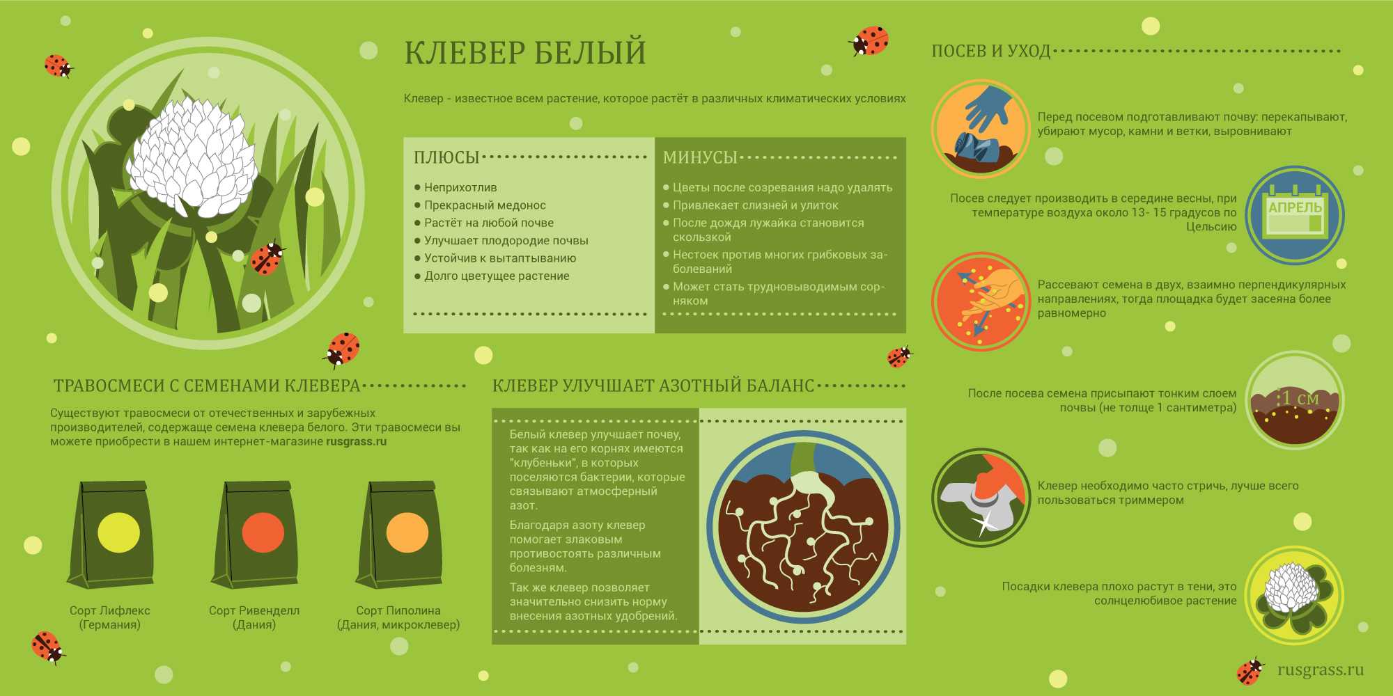Почему белый клевер лучше, чем трава для газонов