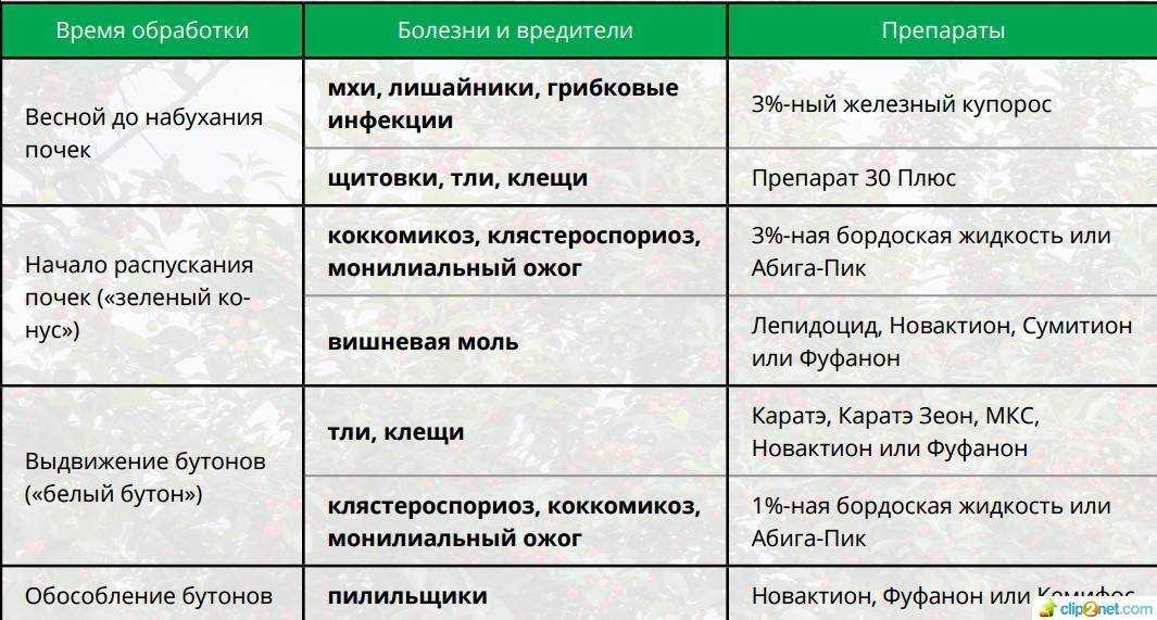Обработка сада ранней весной от вредителей и болезней: способы и результат