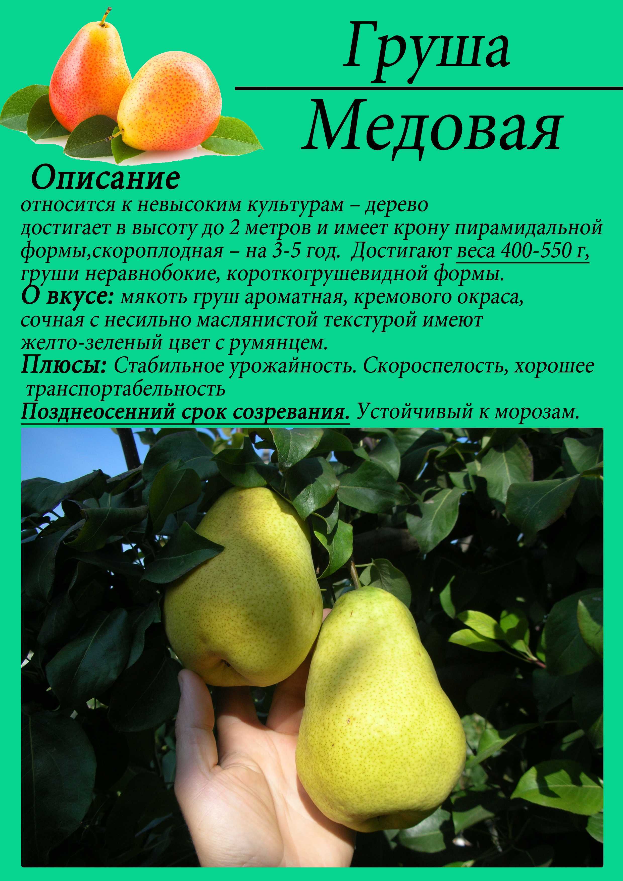 Груша чижовская: описание и характеристики, выращивание и уход, болезни и лечение, опылители