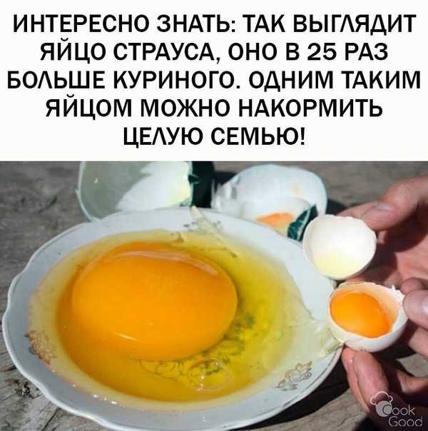 Масса страусиного яйца и размер, применение