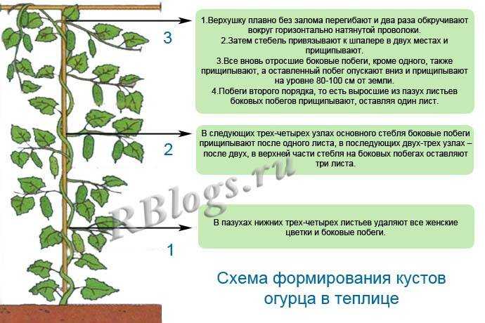 Зачем и как удалять листья на огурцах
