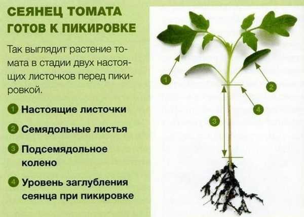 Пикировка рассады огурцов: сроки, правила, особенности